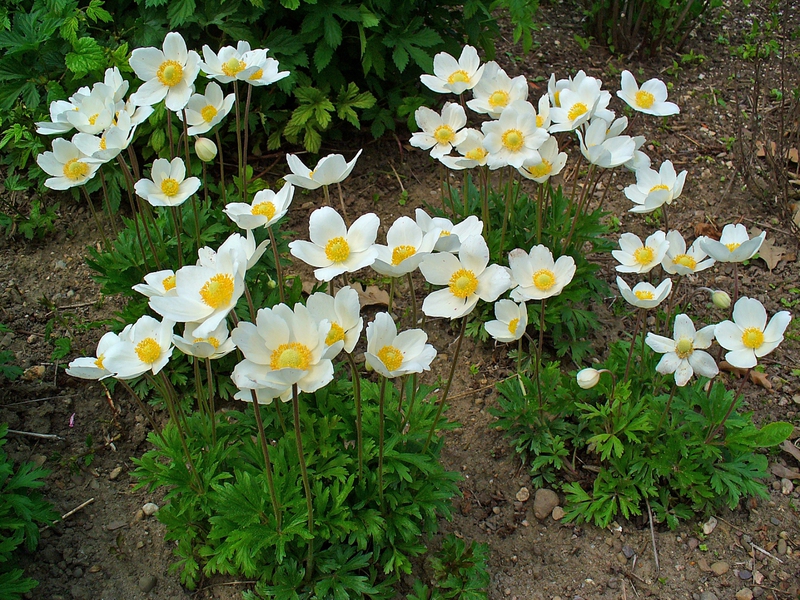 The most beautiful varieties of Anemones