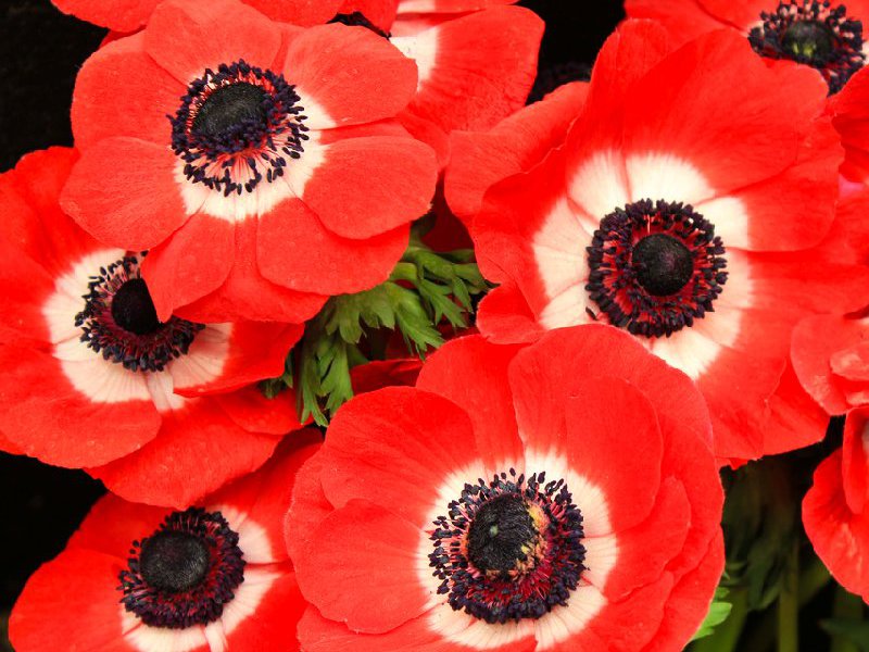 Types of anemone