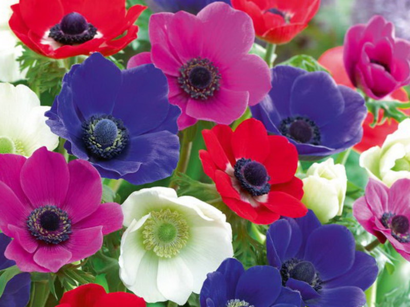 Flowering anemone