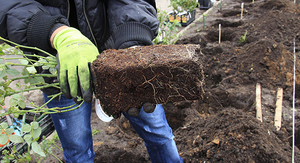 How to plant rose seedlings correctly