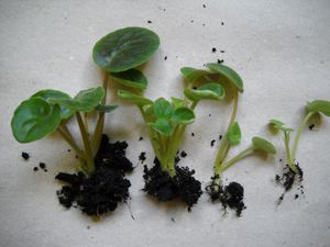 When to transplant violets