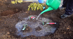 After planting, the seedling must be watered.