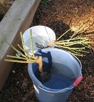 Soaking the roots of the rose before planting is important.