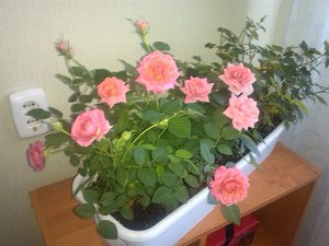 How to transplant a rose correctly after buying it in a store?