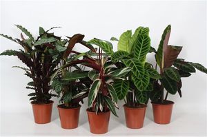 What plants will thrive in the house for a long time