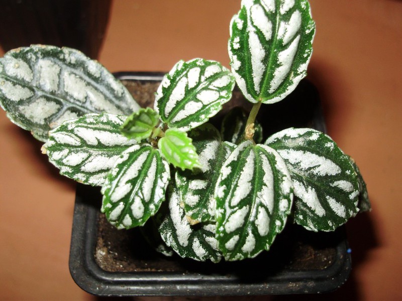 Varieties of indoor plants