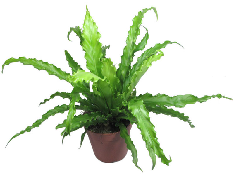 Ornamental foliage plants