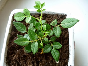 A room rose can be transplanted at any time of the year.