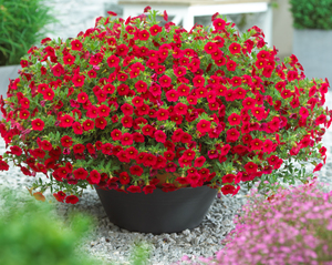 Calibrachoa grows well in the garden.