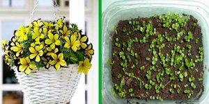 How to grow calibrachoa