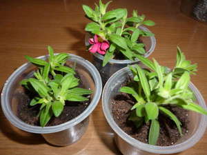 Seedlings of calibrachoa in the spring before planting in the ground.