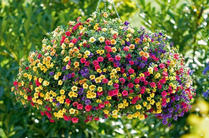 Calibrachoa in a garden pot - beautiful flower beds.