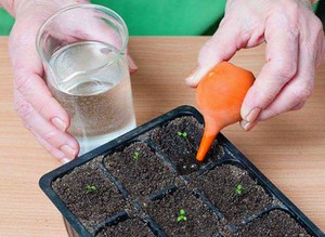 Germinating calibrachoa seeds at home.