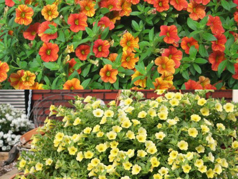 The flowering of calibrachoa is very beautiful.