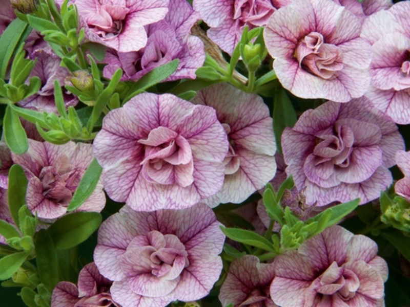 The calibrachoa flower is very beautiful.