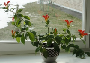 How to keep the Aeschinanthus variety