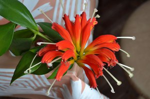 How eschinanthus blooms