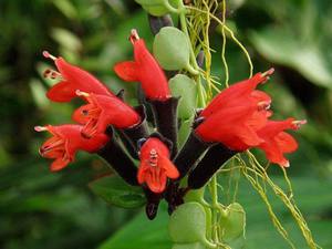 Aeschinanthus flower variety