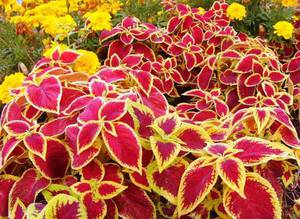 Coleus red-leaved - one of the varieties of a flowering plant