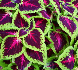 Coleus is a beautiful flower that can grow in a pot.