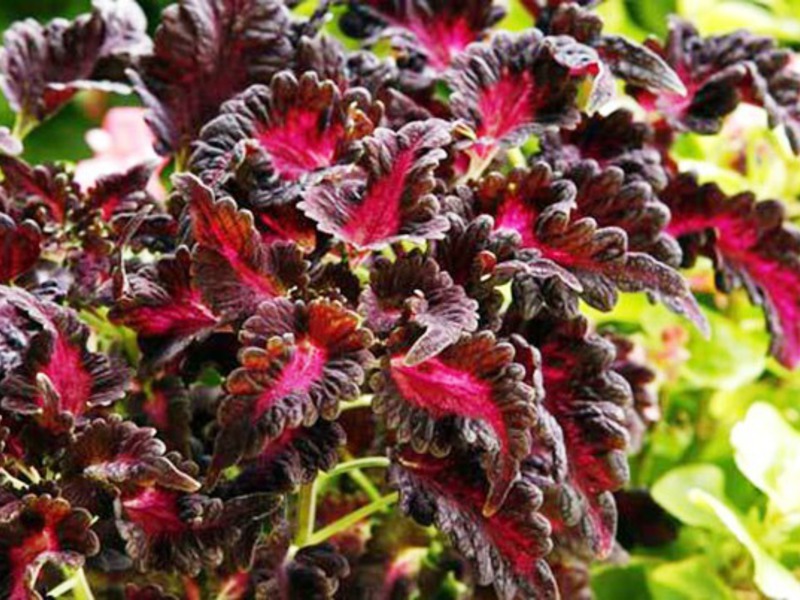 Crimson Ruffles are a variety of Coleus.