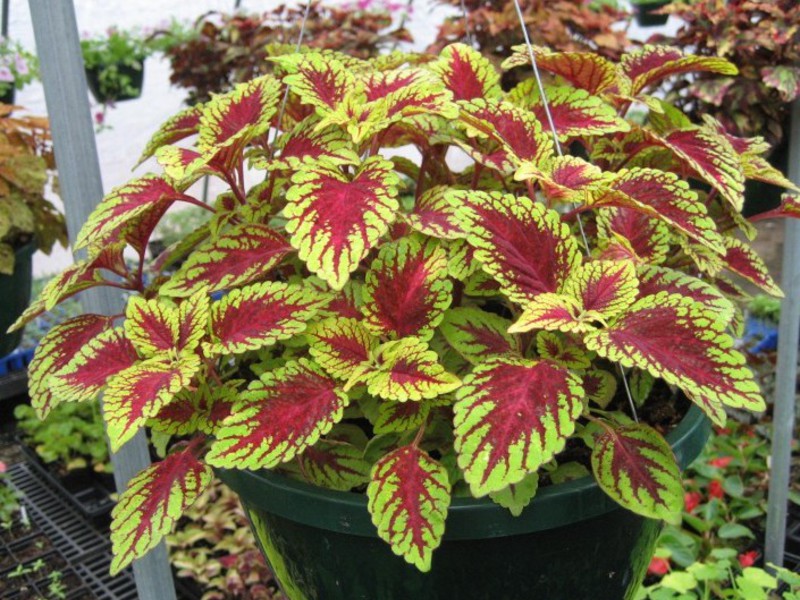 Coleus Bluma is one of the hybrid varieties.