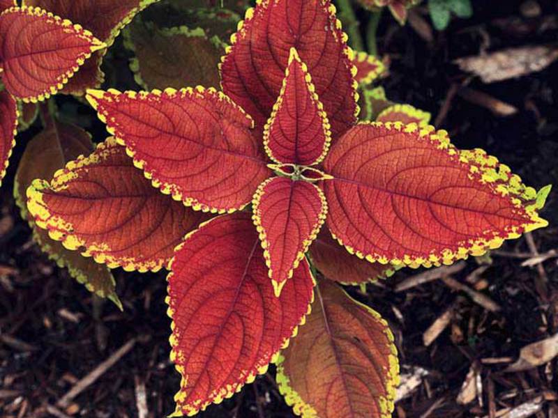 Coleus Renelta is another variety of this beautiful plant.