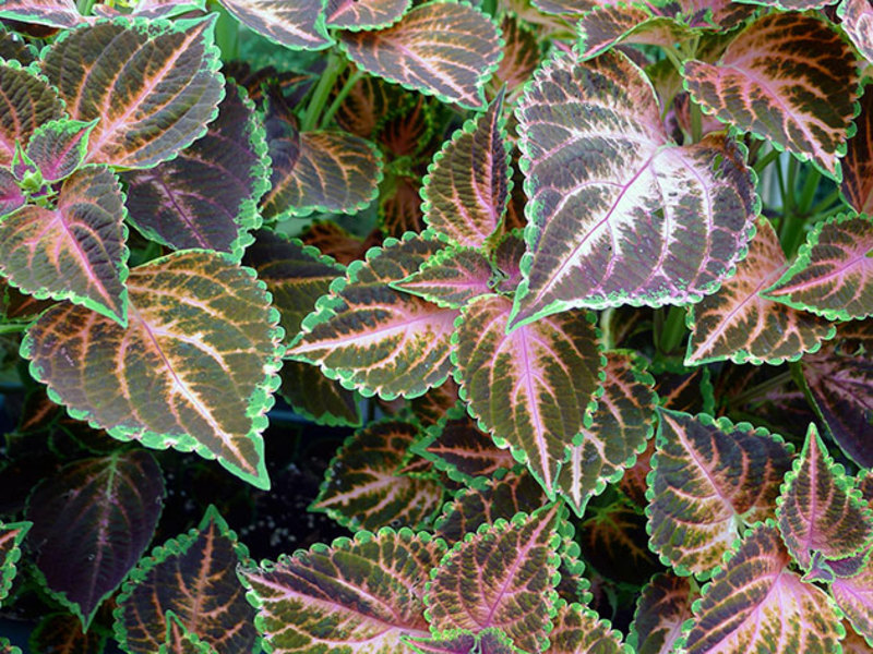 The Coleus bush looks very bright.