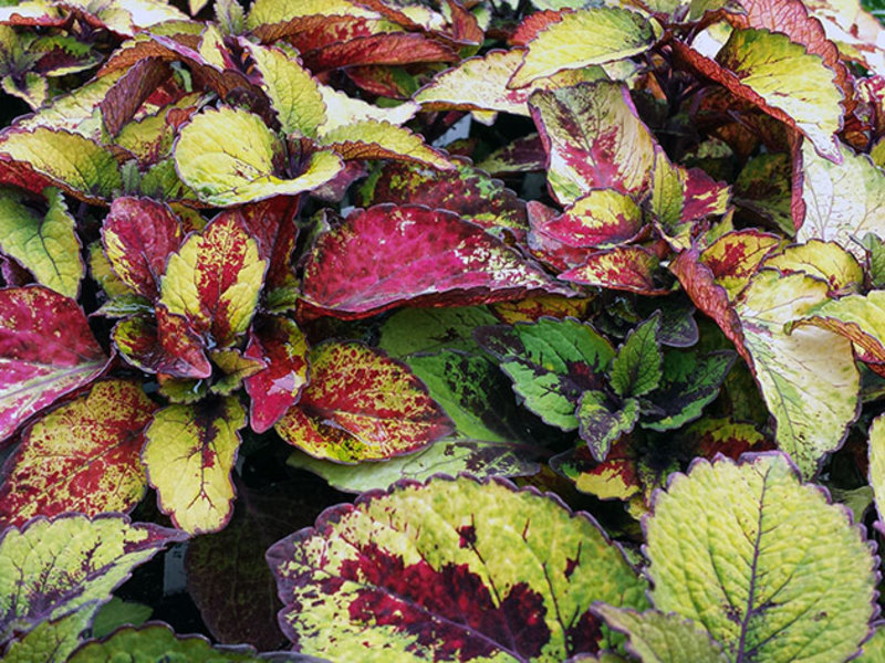 Coleus can grow in a pot or in a flower bed.