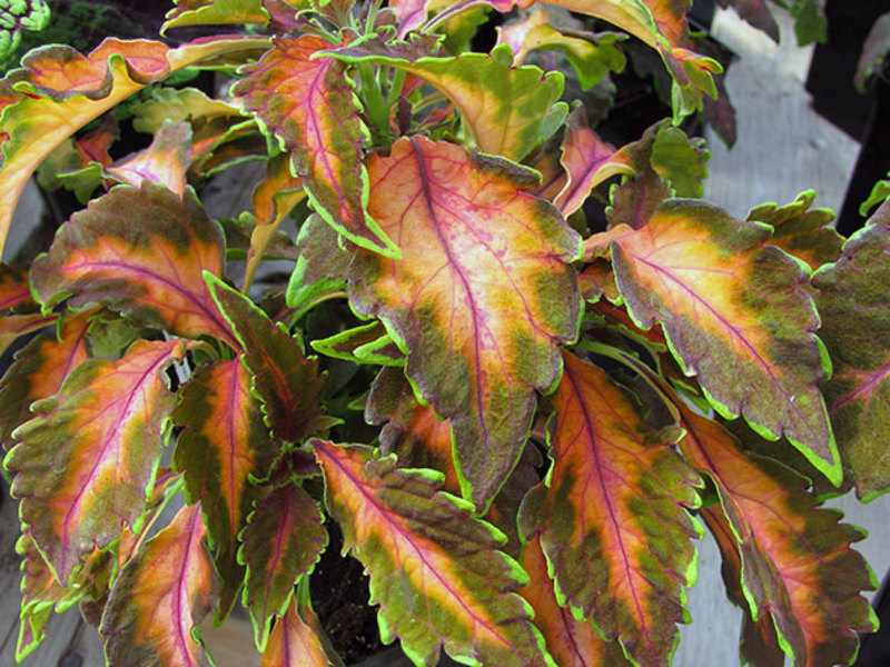 Coleus flower is very beautiful