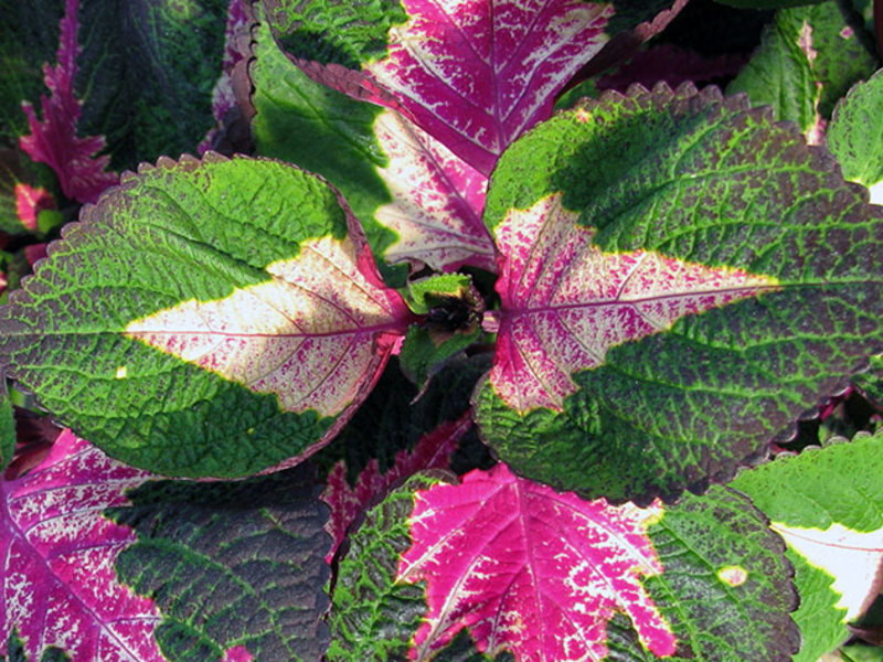 Coleus Magilla Perilla - flowering Coleus in the photo