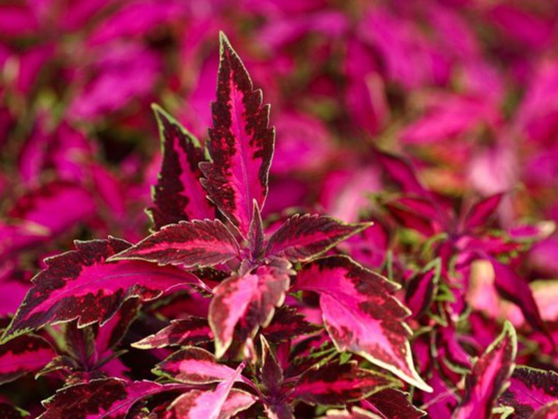 Coleus pumila has a red leaf tint.