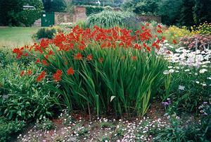 Crocosmia on the site - a flower bed in bloom.