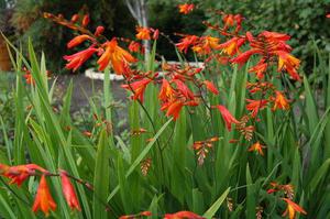 Crocosmia (montbrecia) at their summer cottage.