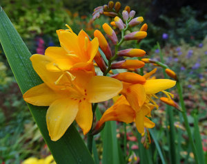 Crocosmia flower of light orange hue.