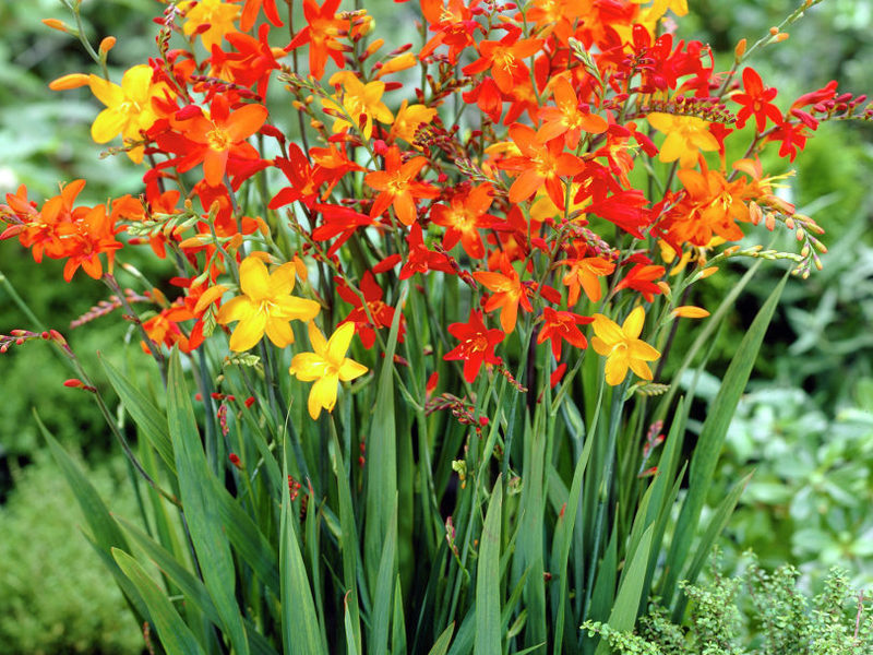 The Japanese gladiolus is a very beautiful flower.