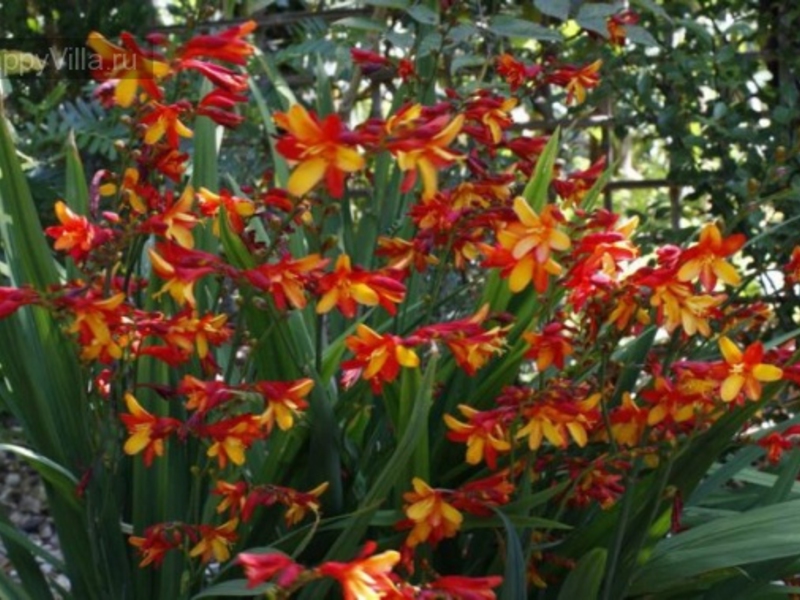 Multi-colored montbrecia at their summer cottage.