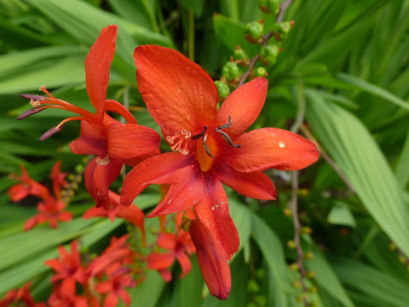 Montbrecia - close-up photo of a flower.