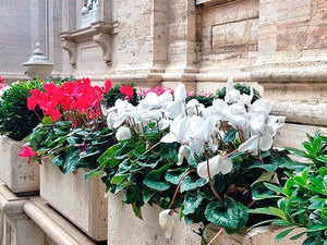 Cyclamen flower is very beautiful