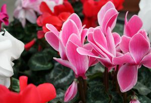 Cyclamen grows and blooms very well at home.