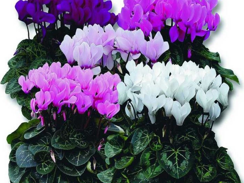 Bright bouquet of cyclamen shown in the photo