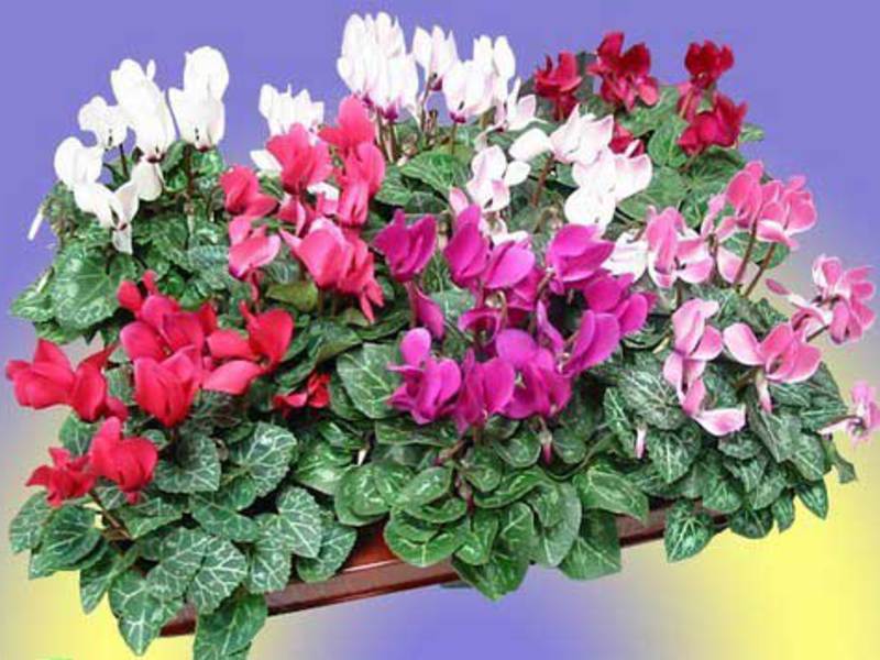 Homemade cyclamen - pot plant