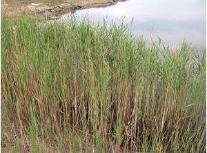 Aquatic plants