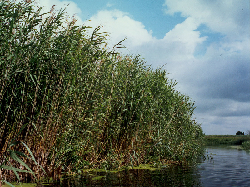 Varieties and types of reed