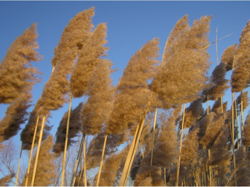 What a reed looks like