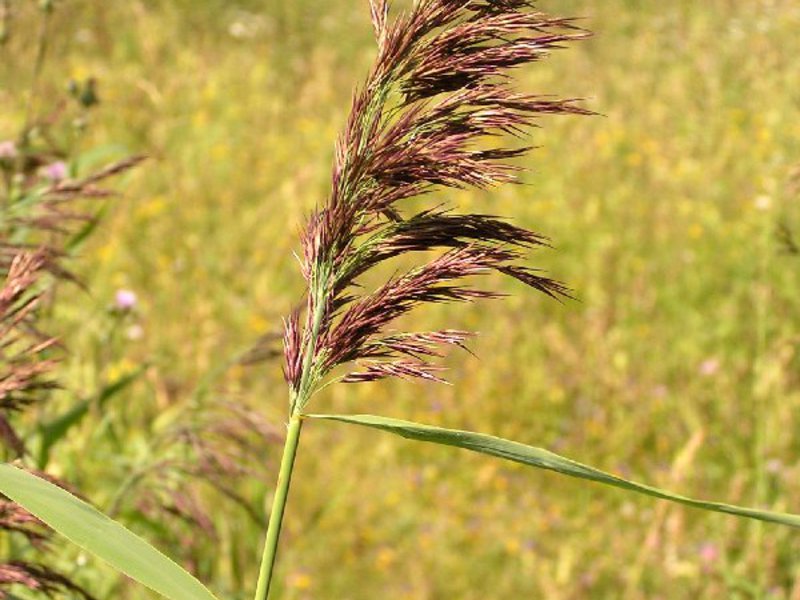 How common reed looks