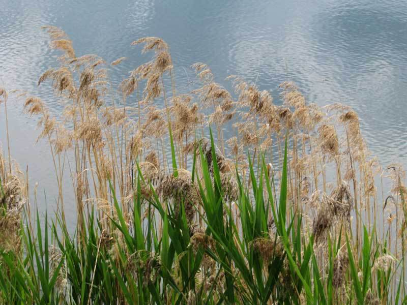 Southern reed