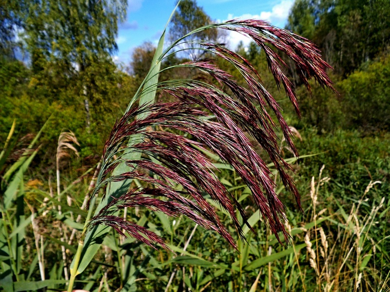 Reed flowering