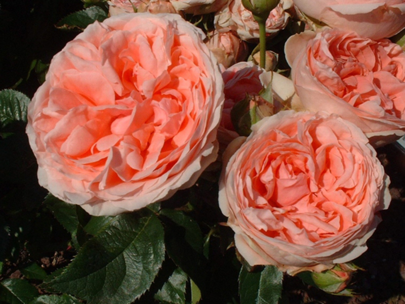 Floribunda rose