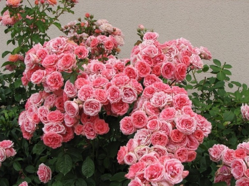 Kimano rose transplant